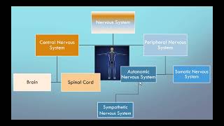 Chapter 3  Divisions of the Nervous System [upl. by Anairol]