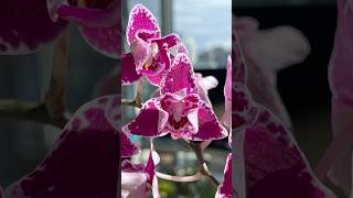 Phalaenopsis Chia E Yenlin Variegata [upl. by Ardnwahs]