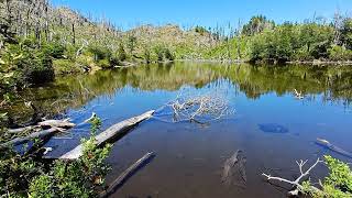 Primer plano de un TABANO habitantes del verano en la patagoniaargentina 2024 Laguna Currumahuida [upl. by Burnley728]