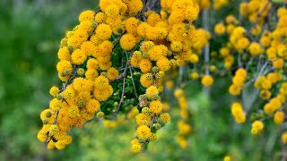 Sweet Acacia Tree Flower [upl. by O'Doneven]