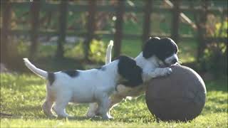 Sprocker Spaniel Puppies  English Springer X Cocker [upl. by Tibbetts]