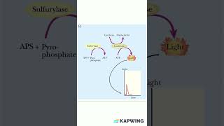 Principle of Pyrosequencing dnasequencing molecularbiology genetics [upl. by Croydon]