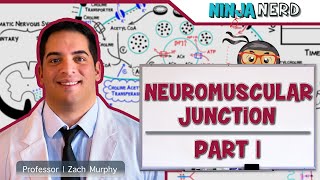 Musculoskeletal System  Neuromuscular Junction  Neuromuscular Transmission Part 1 [upl. by Darsey824]