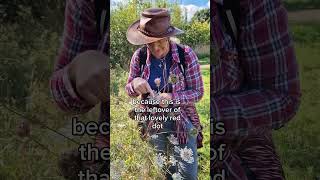 Wild carrot charnwoodforaging edibleplants [upl. by Levon]