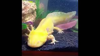 Golden Axolotl  Axolotl Morphs [upl. by Ainav672]