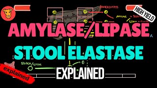 Amylase Lipase Stool elastase Pancreatic enzymes Explained [upl. by Enirahtac589]