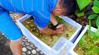 I Put 10 Guppy Breeders on the Breeding Cage amp Heres What Happened Making the simplest Guppy Trap [upl. by Ecnahoy229]