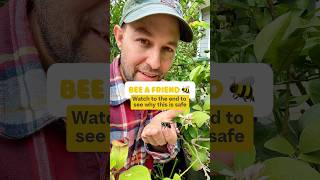 Carpenter Bees safe to handle pollinators shorts gardening fruittrees bees garden bee [upl. by Laufer]