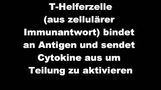 humorale Immunantwort Facharbeit [upl. by Heisel]