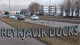 Ducks crossing Hafnarfjarðarvegur st north of Kringlan in Reykjavik Iceland  Jan 10 2024 🇮🇸 [upl. by Delle921]