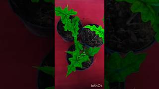 Alocasia Jacklyn online 8281723614shortvideo [upl. by Hazrit]