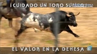 Cuidado Un Toro Suelto El Valor En La Dehesa [upl. by Eurd]