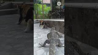 KUCINGNYA KAGET  BIAWAK PELIHARAAN reptil binatangpeliharaan varanussalvator [upl. by Zhang613]