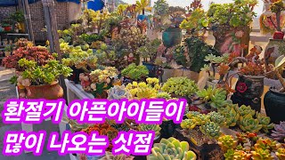 까만차광막 걷어주고 난 삼일째 환절기 아픈아이들 나오는 시기물반응없는 아이들창다육이는힘들어하네요🌸240831korean succulents plants 💖 [upl. by Lowe]