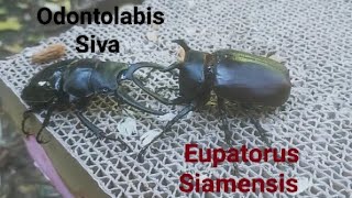 Bugs  Eupatorus Siamensis 80mm vs Odontolabis Siva 83mm Rhinoceros beetle and Stagbeetle battle [upl. by Primrosa]