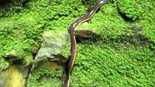 Giant caecilian Caudacaecilia nigroflava from Borneo [upl. by Kip]