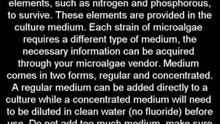 How to Make Algal BiofuelPart 1Growing algae at home [upl. by Haldan]