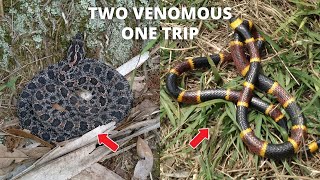 Two VENOMOUS snakes in one trip [upl. by Schlosser]