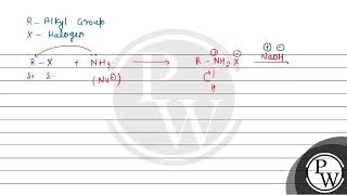 What are the products of exhaustive ammonolysis of an alkyl halide [upl. by Neva457]