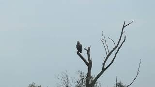 Whitetailed Eagle  Zeearend  Oostvaardersplassen NL  16102024 [upl. by Kermy]