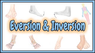 31 Eversion amp Inversion Terms  2D Animation [upl. by Heuser]