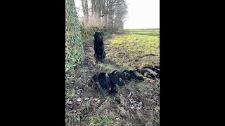 Crow Shooting Over Decoys HITS MISSES and WTFs 015 shooting​ pestcontrol shotkam CENS [upl. by Sherlocke]