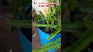 Dragon fruit plants for sale AS Tamil pets amp plants  Tamil [upl. by Astiram]