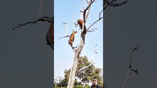 Cheetahs Wild Food Fight in the Tree Who Will Claim the Prize shorts [upl. by Odlaw181]