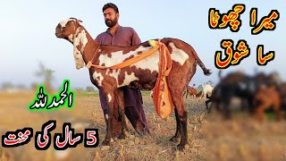 Beetal Goats Of Famous Ashraf Gujjar [upl. by Hoashis]