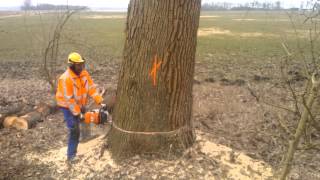 Stihl MS 880 met 105cm blad aan het werk N33 Gieten [upl. by Yroger]