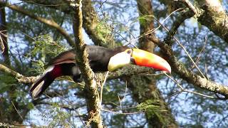 Toco Toucan in the wild  Tucan grande  Tucanuçu  Reuzentoekan  Ramphastos toco [upl. by Annaesor147]