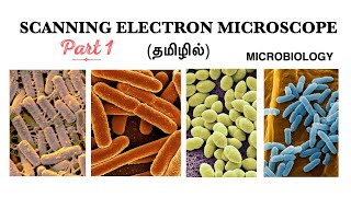 Scanning Electron Microscope SEMPart  I  History Working principle and its components  Tamil [upl. by Su]