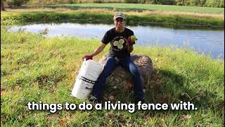 Osage Orange live fence planning [upl. by Ennair]