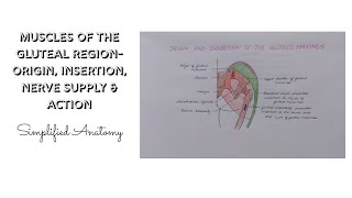 MUSCLES OF THE GLUTEAL REGION ORIGIN INSERTION NERVE SUPPLY amp ACTION  ANATOMY  SIMPLIFIED ✔ [upl. by Hessler]