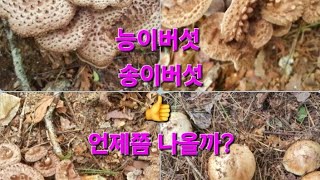 능이버섯 🍄 송이버섯 기다리시나요 이영상 잘보세요 먹버섯 👍 👍 👍 대박 나오고 있습니다 [upl. by Kyriako]