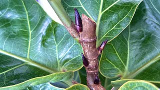 How to produce lots of Ficus Lyrata buds [upl. by Arihaj]