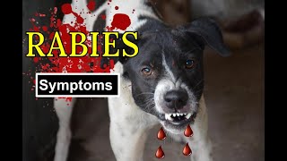 How to tell if your dog has Rabies Symptoms of Rabies [upl. by Neuburger]