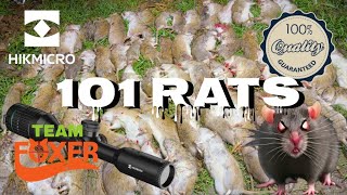 101 Rats Ratting on the Cattle Farm with HIKMICRO Alpex amp Condor [upl. by Llenehc]