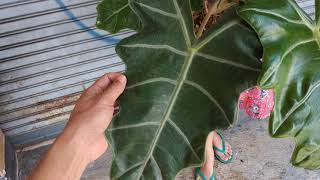 Alocasia Pseudo Sanderiana  Fazza Nursery [upl. by Ayidan728]