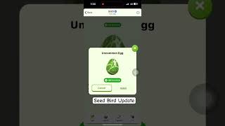 Seed Bird Update [upl. by Ardnama]