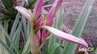 Crinum powellii Plant  Swamp Lily Plant [upl. by Raf]