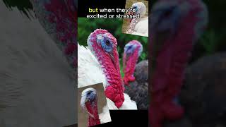 Turkeys Heads CHANGE COLORS🦃🦃animals animalfacts shorts [upl. by Jannelle]