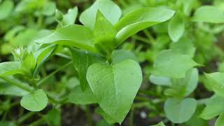 Chickweed is Food and Your Health Ally [upl. by Llerej]