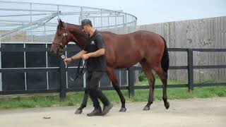 Teofilo ex Dubai Quality Colt Profile Video [upl. by Collete]