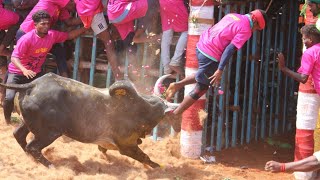 திருப்பூர் அலகுமலை ஜல்லிக்கட்டு 2023 Videos  Tiruppur Alagumalai Jallikattu 2023 Videos [upl. by Nylhsa41]