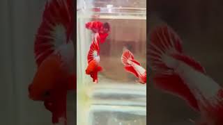 Red fccp ohm pair anime animeedit bettafishtankmates aquariumfish bettafish guppy breeding [upl. by Janos]