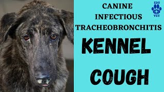 Kennel CoughCanine Tracheobronchitis [upl. by Porett861]