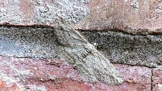 Common Gray Moth Anavitrinella pampinaria [upl. by Vesta854]