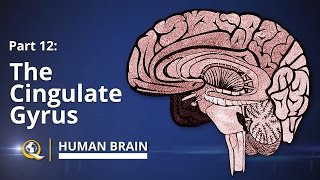 Cingulate Gyrus  Human Brain Series  Part 12 [upl. by Laekim566]