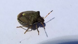 Peribalus strictus  Baumwanze  Shield Bug [upl. by Wilma]